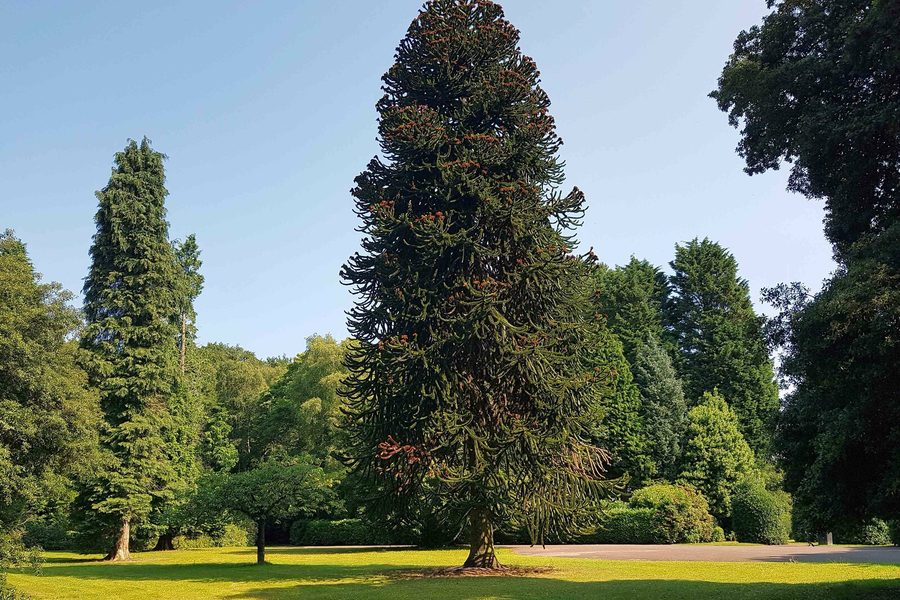 Allerton, Monkey puzzle tree in Allerton Tower park, Allerton
