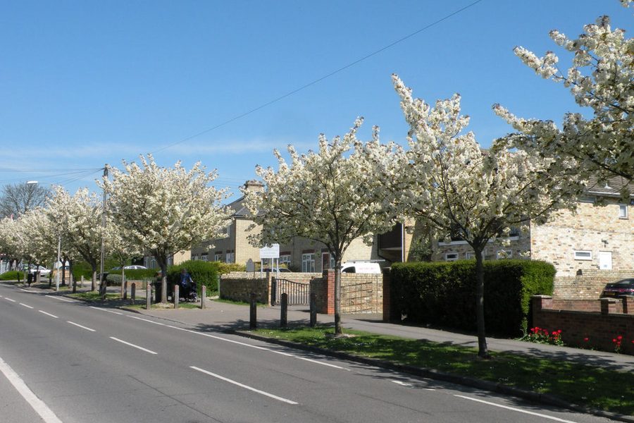 Blossom time on Cherry Hinton High Street, Cherry Hinton